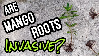 Are Mango Roots Invasive [upl. by Novyad918]