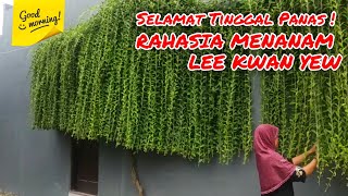 MENANAM LEE KWAN YEW TUMBUH SUBUR BIKIN RUMAH ADEM [upl. by Laveen]