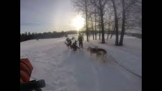 Jan Kopka ADVENTURE – Lapland expedition 22 Part 6 útočící Tetřev Hlušec [upl. by Leahcimrej936]