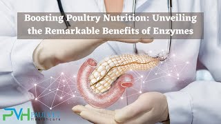 The Benefits of Enzymes in Poultry Nutrition  Paul Vet Healthcare [upl. by Rinum63]