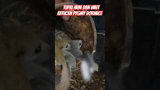 Tupai mini African pygmy dormice hewan mini dan imut africanpygmydormice tupaimini pawirodoro [upl. by Annaik257]