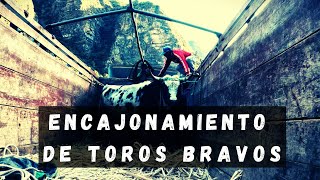 ENCAJONAMIENTO DE TOROS BRAVOS  GANANDERÍA RONCALLA EN MOLLEBAMBA [upl. by Rosmarin]