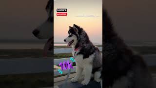 Dog training and family 🐕 dogs 🐶trending dogtrainer dogtraining [upl. by Bullis993]