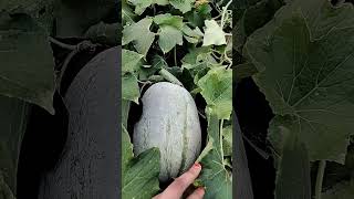 gardening plants agriculture garden farming facts [upl. by Olli]