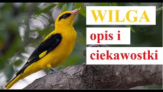 ptak Wilga  opis i ciekawostki [upl. by Nnylodnewg727]