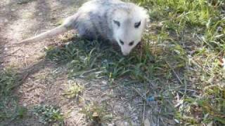 My Pet Opossum Crash [upl. by Enrica473]