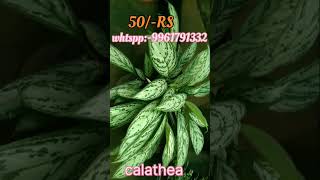 Calathea50 ₹ only whtsp 9961791332 plants calatheas houseplants indoorplants green shorts [upl. by Akirehc]