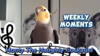 Monty The Naughty Cockatiels weekly moments ❤️❤️part 67❤️❤️ viral monty [upl. by Ayenat]