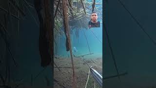 Spearfishing fishing spearfishinglife fish spearfishingworld spearfish underwater spearolife [upl. by Rehpinej]