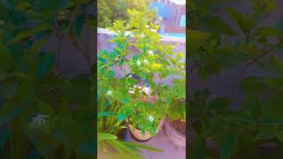 Harsingar flower plant plantslover floweringplant garden shortsviral youtubeshorts [upl. by Jaye]