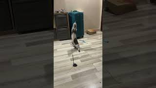 Cat cardio exercise [upl. by Fiore]