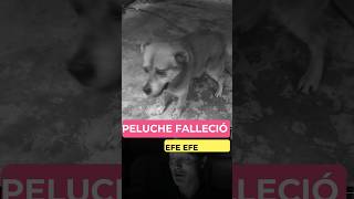 🥲 Peluche Falleció 😢  Peluche el perrito de ReneGul Falleció peluche Rene8808 renegul [upl. by Hnoj265]