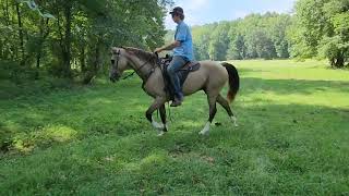 Preliminary video of Tex Dappled buckskin Tennessee Walking Gelding for sale [upl. by Merp]