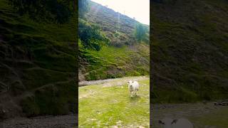 Scenic views of Carding Mill Valley انگلینڈ کی خوبصورت وادی 😍 travel countryside nature sheep [upl. by Eveneg5]