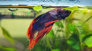 How I treated ICH on my Betta Fish [upl. by Lartnom]