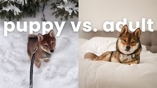 SHIBA INU transformation from PUPPY to ADULT  what to expect [upl. by Onurb]