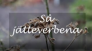 Så jätteverbena [upl. by Moulden695]