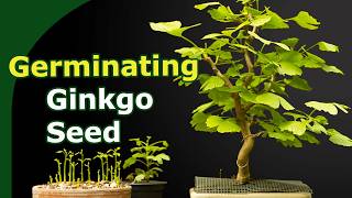 6 ways to germinate ginkgo seeds compared [upl. by Rox454]