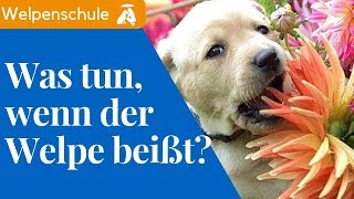 ► Welpe beißen abgewöhnen  5 Tricks wie du deinem Welpen das Beißen abgewöhnst [upl. by Candice]