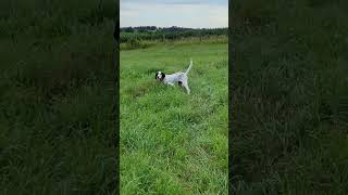 ENGLISH SETTER FEMALE [upl. by Art17]