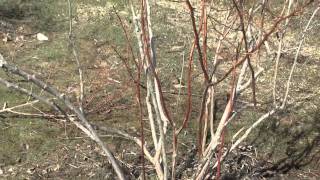 How to Prune a Blueberry Bush [upl. by Ravaj670]