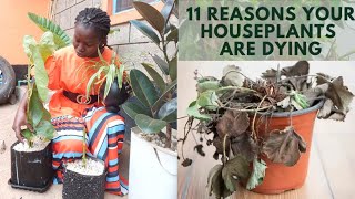 Tips To Revive Your Withered House Plants  How To Grow Indoor Plants [upl. by Sahcnip]