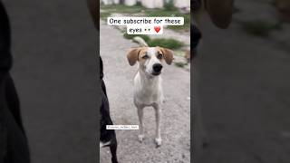 One subscribe 👀 viralvideo trending new socialwork doglover cute animals love motivation [upl. by Salomie837]