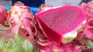 Morphological difference between chemical treated and organically produced Dragon fruits [upl. by Hutchison]