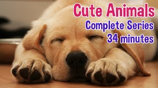 Animals For Kids  Animal photos with classical music for children by Oxbridge Baby [upl. by Esoranna]