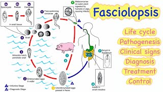 12 Fasciolopsis 🔥🔥 Life cycle  Pathogenesis  Clinical signs  Diagnosis  Treatment💊  Control [upl. by Nnylatsyrk682]