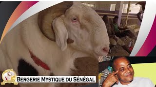 Les moutons de Luc Nicolaï  Bergerie Mystique du Sénégal [upl. by Winthrop]