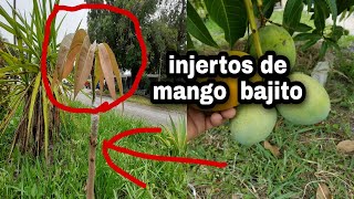 como injertos un arbol de mango [upl. by Bambie]