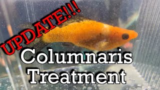 Cookie’s Fishroom Episode 43 Columnaris Treatment UPDATE [upl. by Arnoldo]