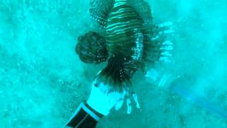 Empire Mica Lionfish Hunting Gulf of Mexico [upl. by Southworth]