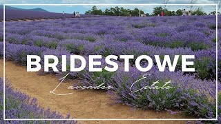 Bridestowe Lavender Estate Tasmania [upl. by Cull]