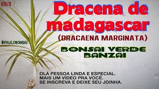 COMO PLANTAR E MULTIPLICAR A DRACENA DE MADAGASCARDracaena marginata [upl. by Gerita]