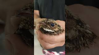 Nightjar Bird caught amp released [upl. by Lib]