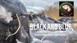 Wood pigeon and corvid shooting over wheat stubble standing barley [upl. by Anillek]