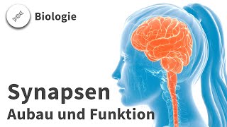 Synapsen Aufbau und Funktion – Biologie  Duden Learnattack [upl. by Blase]