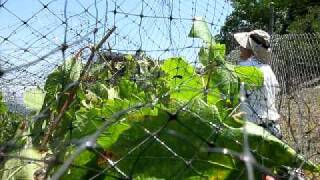 Netting Grape Vines [upl. by Elleb]