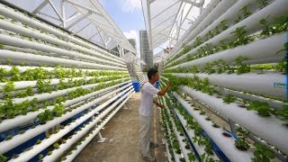 The Future of Vertical Farming Sustainable Gardens Sustainable Agriculture [upl. by Ahkihs465]