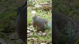 AwA Critter Clip Bronzewing Pigeon Beautiful Feathers Shorts [upl. by Teri]