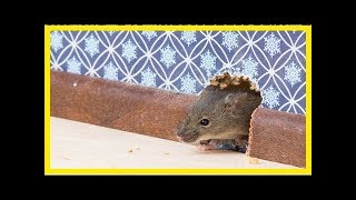 7 astuces naturelles pour vous débarrasser rapidement des souris [upl. by Ruthann]