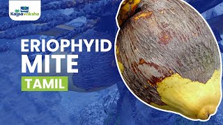 Eriophyid mite  Tamil  Coconut Farming  Parachute Kalpavriksha Foundation [upl. by Standish]