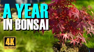 A Year of Bonsai 12 months in 12 minutes [upl. by Yornoc]