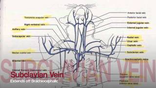 Veins in Upper Body Tutorial [upl. by Rednas]