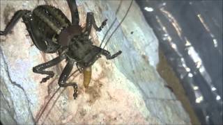 Acanthoplus longipes Armoured bush cricket feeding [upl. by Alrats]