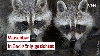 Waschbär beim Naschen in Bad König gesichtet [upl. by Clere261]