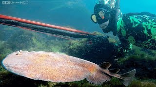 Chasse sous marine  Magnifique Raie Torpille  Eléctrique [upl. by Mendie230]