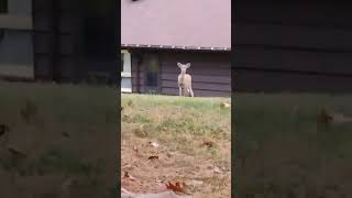 Deer at Oglebay Park [upl. by Takeshi]